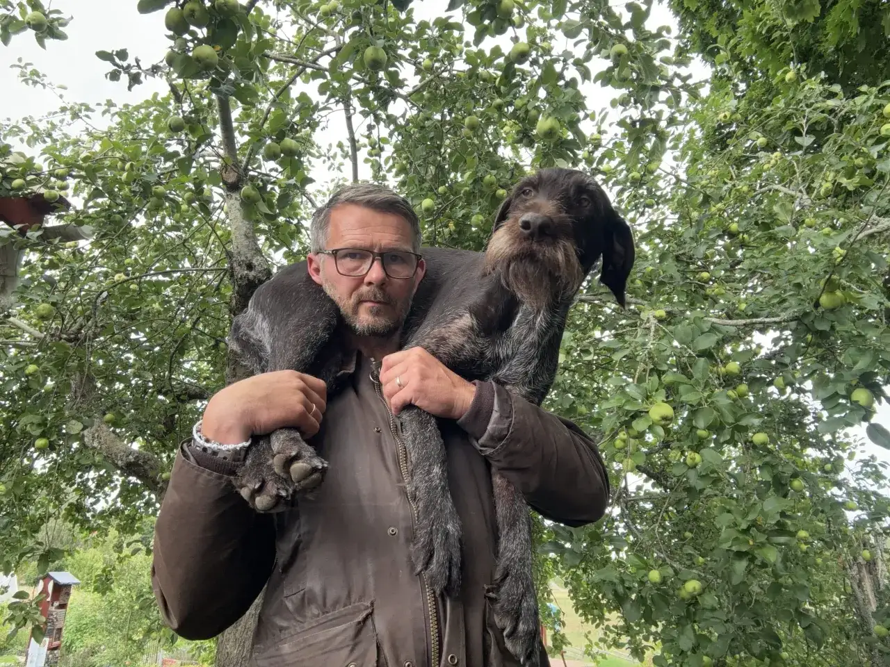 Man bär sin jakthund över axlarna under ett äppelträd. Hunden ser ut att trivas, kanske drömmer den om sitt hundfoder.