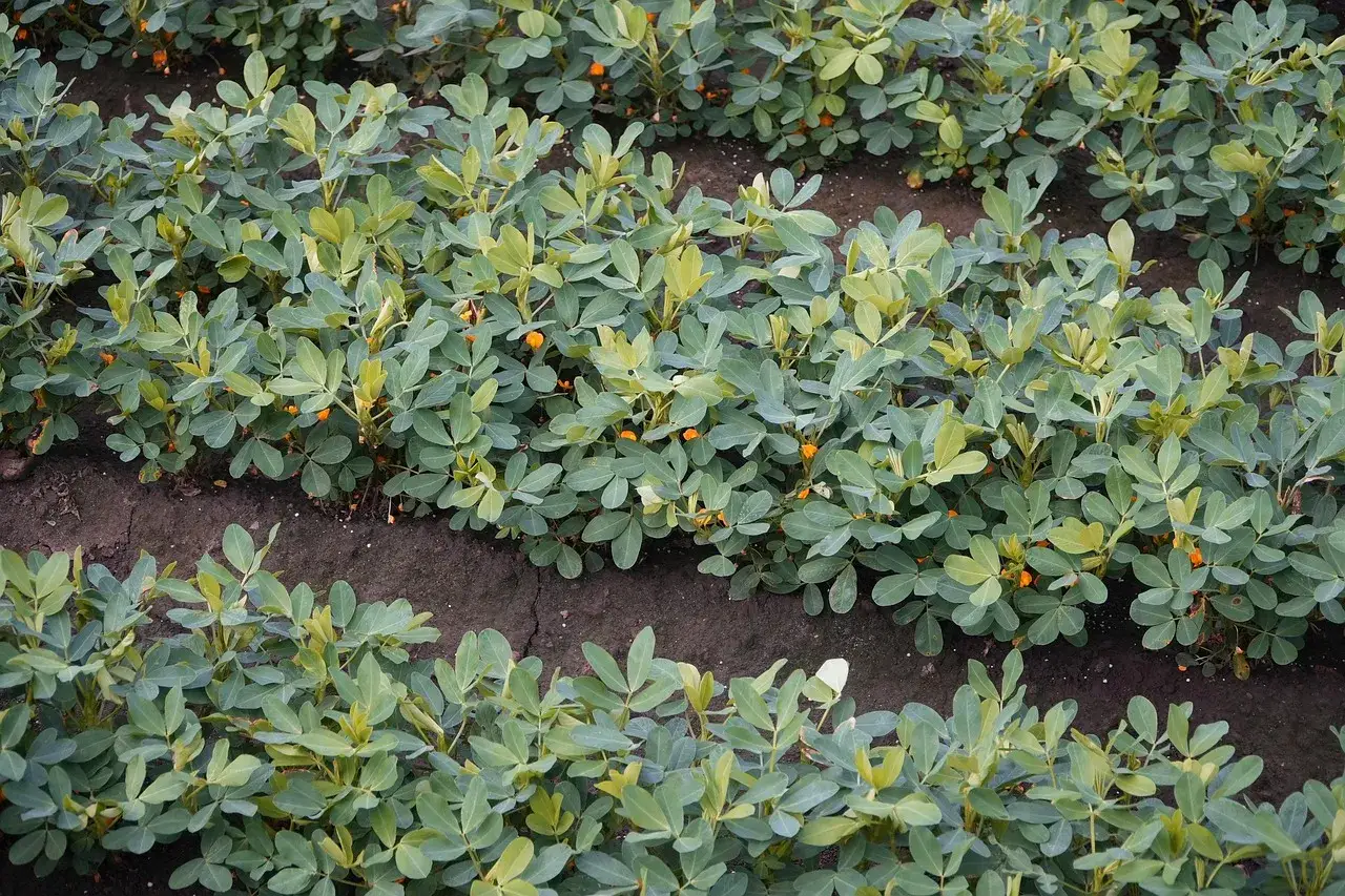 Filari di piante di arachidi verdi con piccoli fiori arancioni, un campo che mostra il momento in cui si piantano le arachidi.