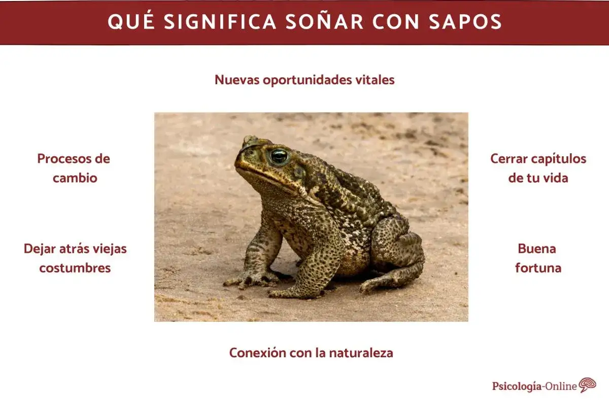 Un sapo en la arena, símbolo de nuevas oportunidades y de cómo soñar con sapos puede indicar procesos de cambio y buena fortuna.