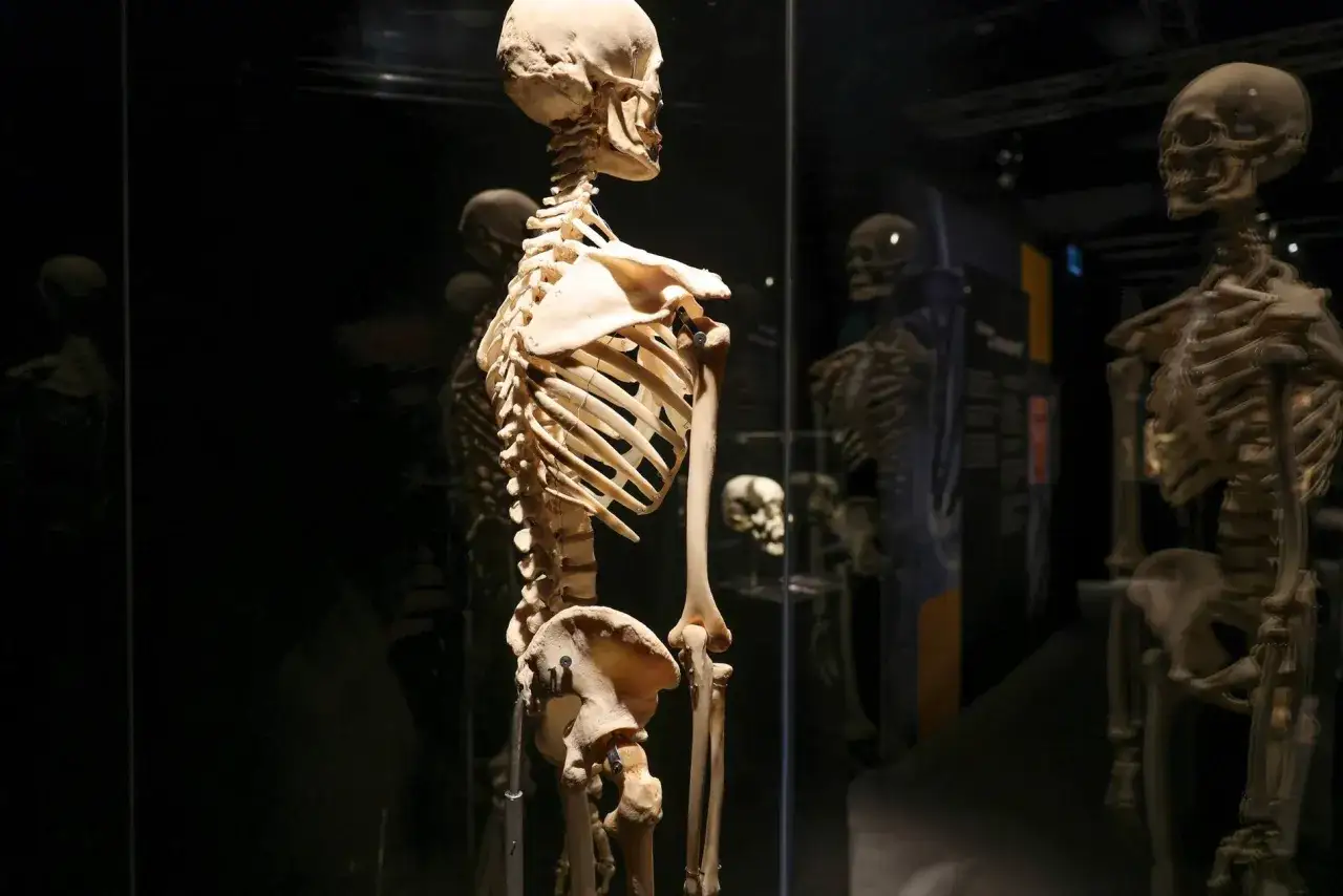 Ludzkie szkielety na wystawie Body Worlds Wrocław. Anatomia w całej okazałości.