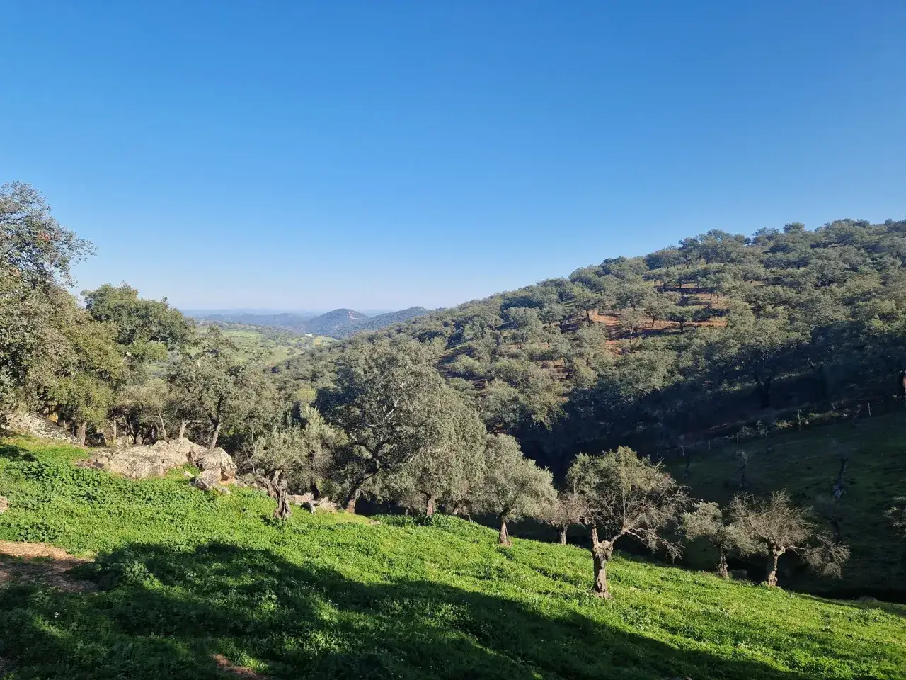 Paisaje ondulado de la sierra de Sevilla, con colinas cubiertas de olivos y encinas bajo un cielo azul despejado.