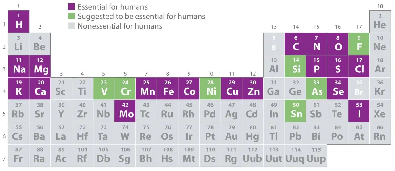 Tabela pierwiastków chemicznych z zaznaczonymi najważniejszymi pierwiastkami dla człowieka.