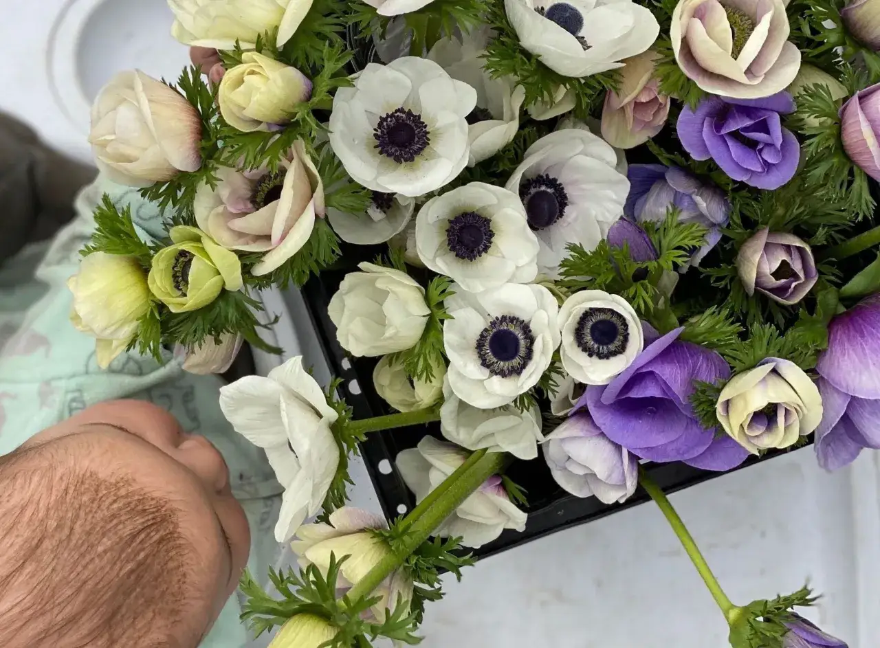 Un bouquet d'an&eacute;mones fleurs blanches, violettes et cr&egrave;me, avec un b&eacute;b&eacute; endormi &agrave; c&ocirc;t&eacute;.