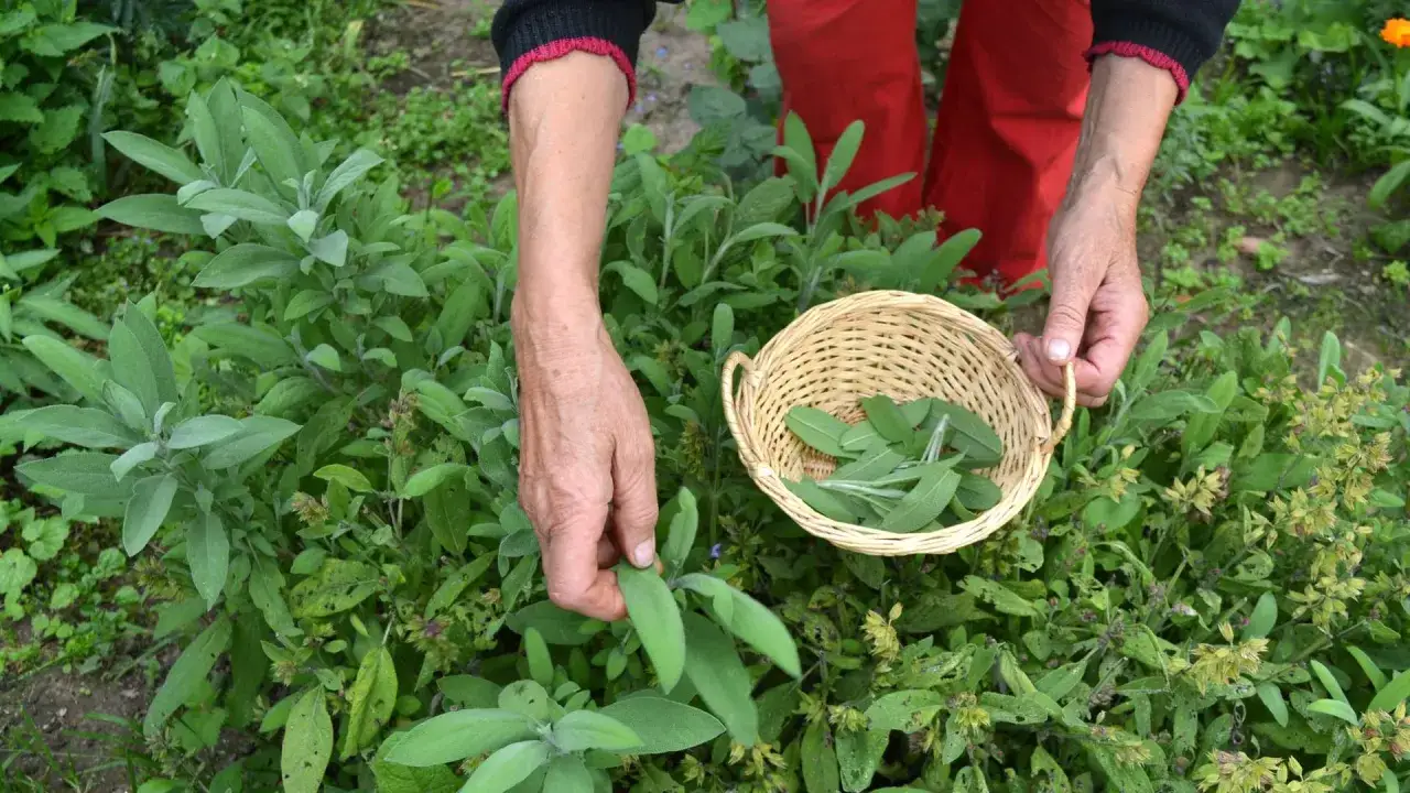 Hände ernten frische Salbeiblätter für einen Korb. Der Duft von Salbei liegt in der Luft.