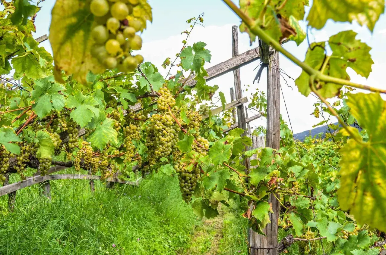Grappoli dorati di uva bianca pendono dai tralci in un vigneto, promettendo un delizioso vino bianco altoatesino.
