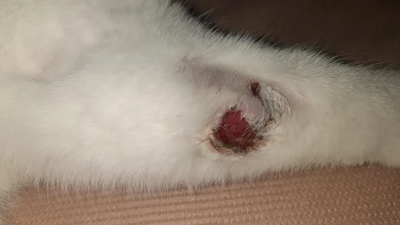 Close-up of a white cat's fur with a red, swollen area indicating a cat abscess.