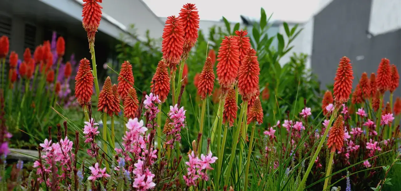 Des **fleurs d'été résistant à la sécheresse** aux teintes vives d'orange et de rose, épanouies dans un jardin moderne.
