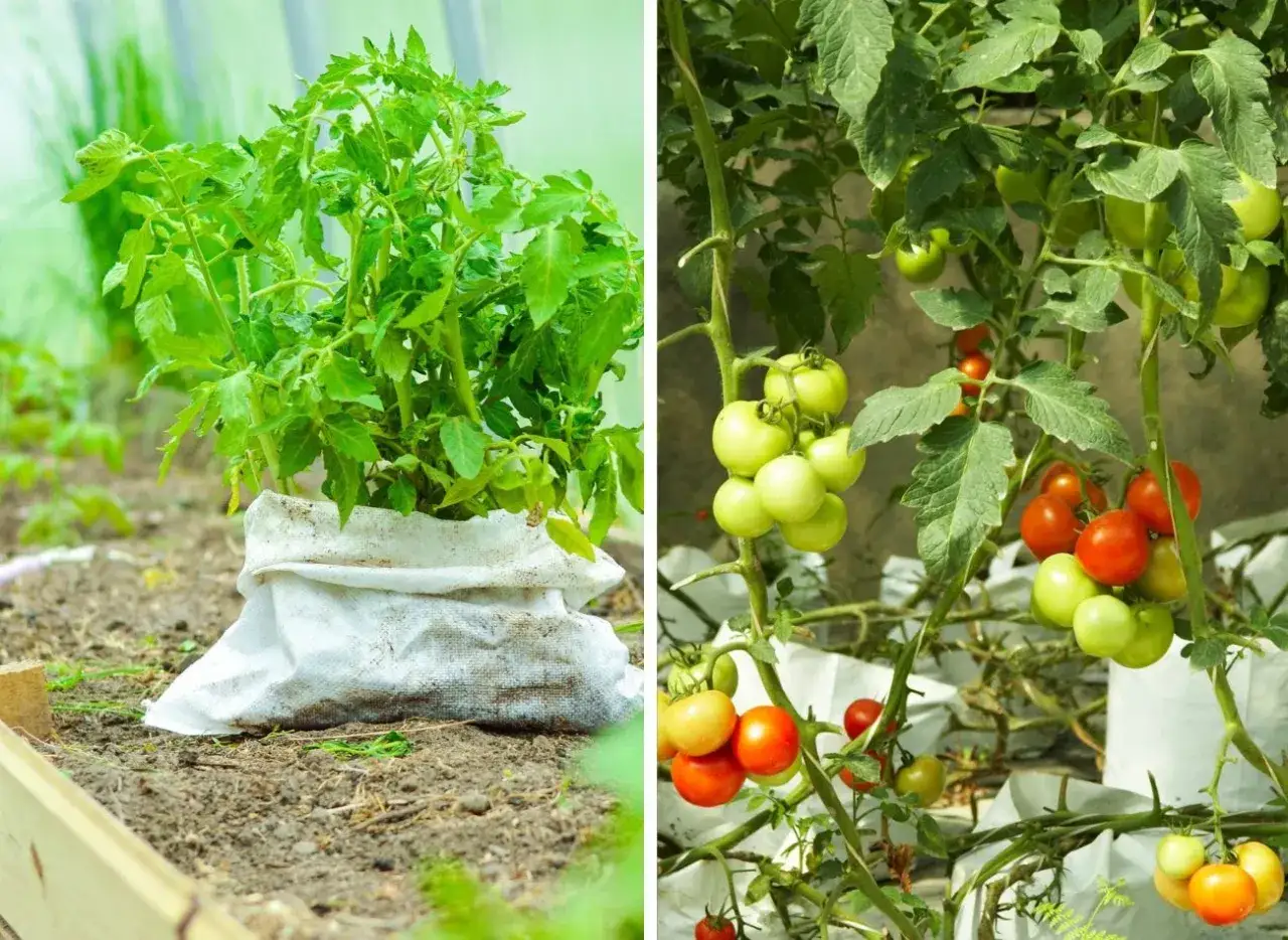 Młoda sadzonka pomidora karłowego w worku, obok dojrzałe pomidory na krzaku.