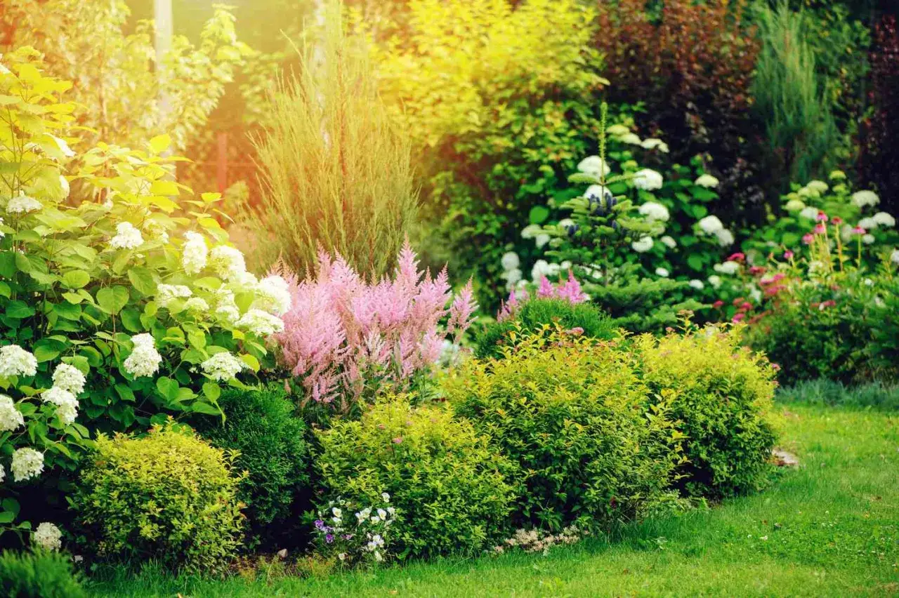 Piękny ogród z hortensją bukietową, różowymi astilbe i innymi kwitnącymi krzewami. Idealne inspiracje, co posadzić obok hortensji bukietowej.