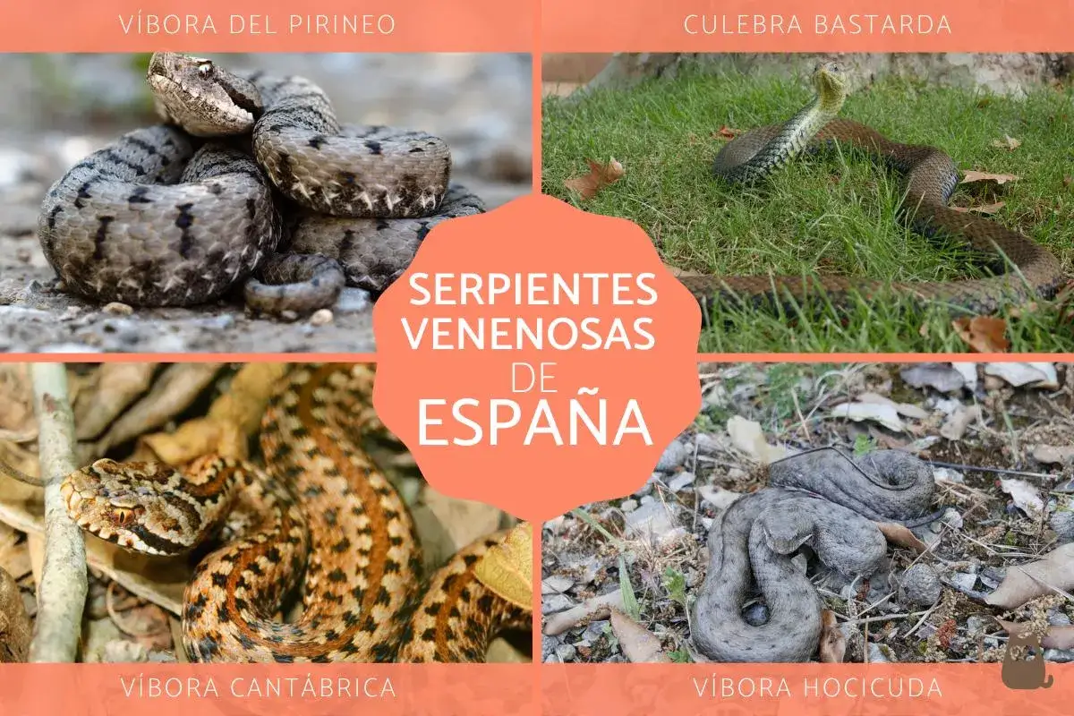 Cuatro tipos de serpientes venenosas de Espa&ntilde;a: v&iacute;bora del Pirineo, culebra bastarda, v&iacute;bora cant&aacute;brica y v&iacute;bora hocicuda.