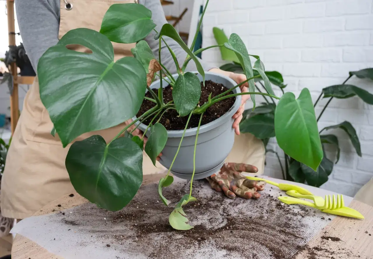 Monstera w nowej doniczce. Przesadzanie monstery po zakupie to ważny krok, by roślina pięknie rosła.