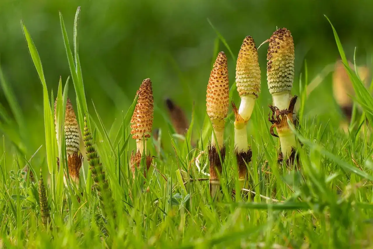 Plusieurs tiges de prêle émergent de l'herbe verte, leurs cônes fertiles ressemblant à de petites épis.