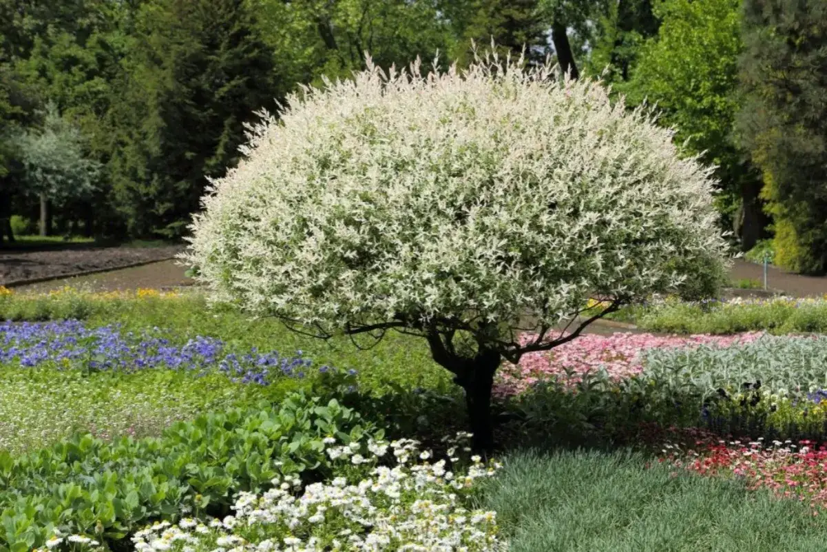 Un saule crevette panach&eacute;, magnifique en toutes saisons, est taill&eacute; pour garder sa forme arrondie. Il tr&ocirc;ne au milieu d'un jardin fleuri aux couleurs vives.