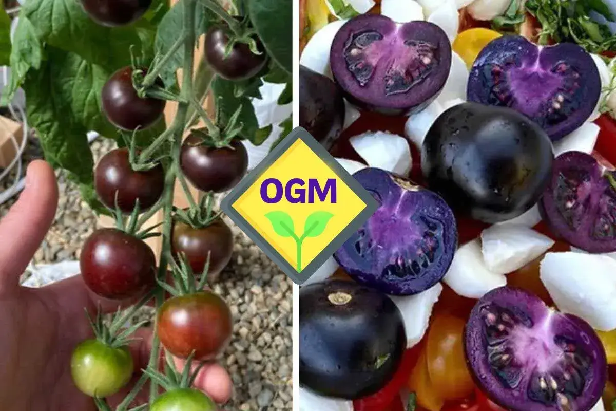 Pomodori viola scuro su un ramo e tagliati a met&agrave;, rivelando un interno viola intenso. Un simbolo OGM &egrave; sovrapposto.