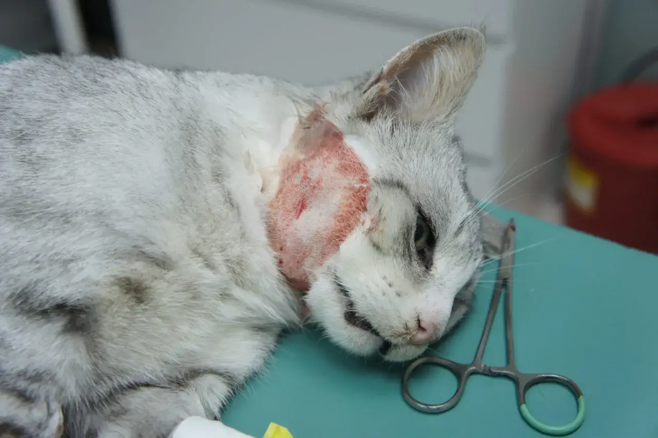 Kot z ropniem na szyi, przygotowany do zabiegu. Obok leżą narzędzia chirurgiczne.
