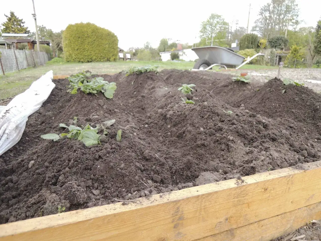 Frisch gepflanzte Kartoffeln sprießen aus aufgeworfenen Erdwällen in einem Gartenbeet. Eine Schubkarre steht im Hintergrund bereit.