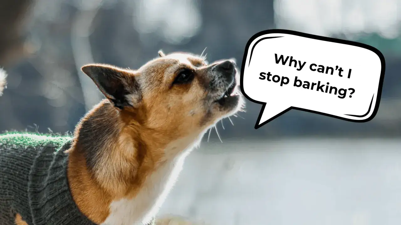 Un perro con suéter pregunta: