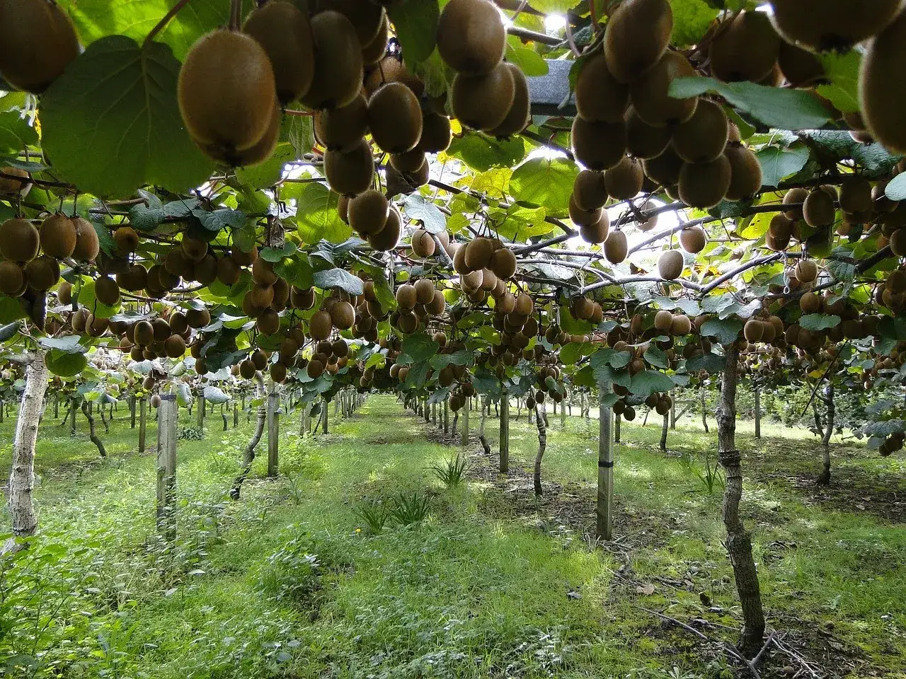 Rangée de kiwis mûrs suspendus aux branches, prêts pour la récolte. La taille du kiwi en hiver permet une belle récolte.