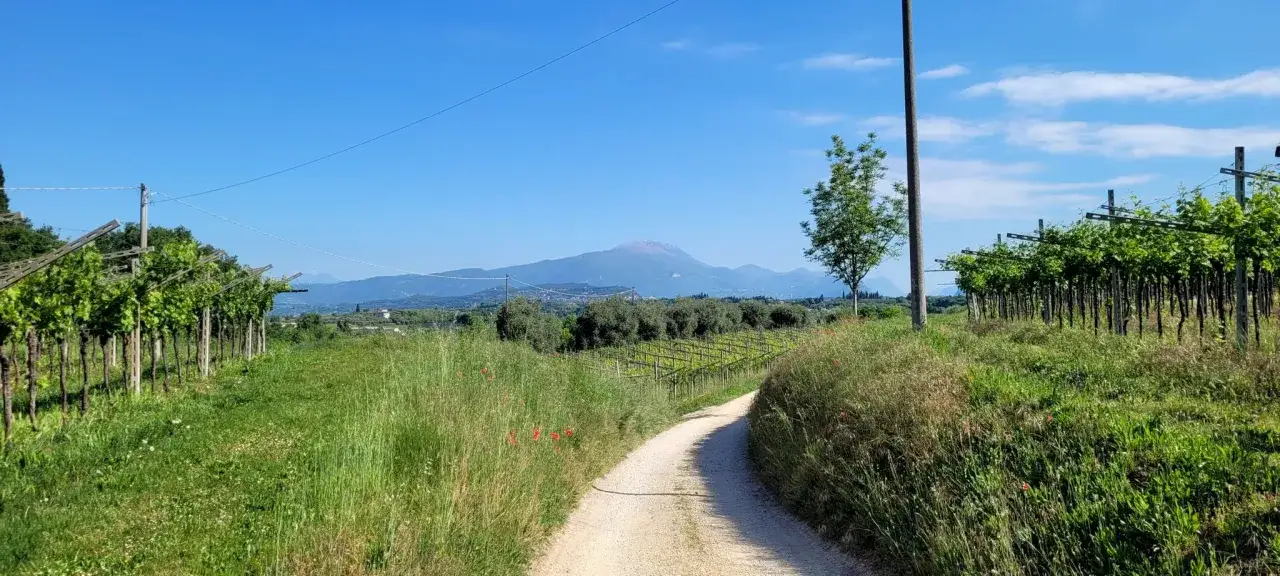 Un sentiero sterrato serpeggia tra vigneti rigogliosi e campi fioriti, con montagne sullo sfondo. Il cammino del Bardolino invita a una passeggiata panoramica.