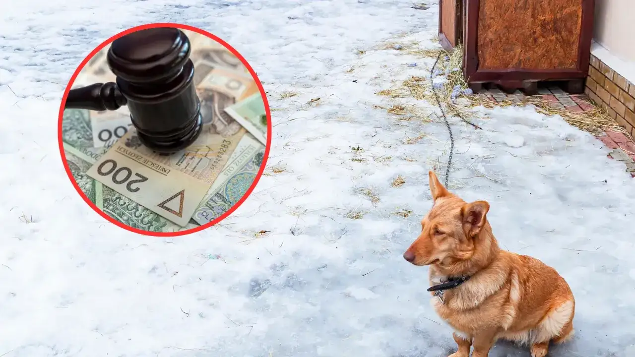 Sąd zdecyduje, czy pies może być na łańcuchu. Młotek sędziowski i pieniądze na śniegu obok psa.