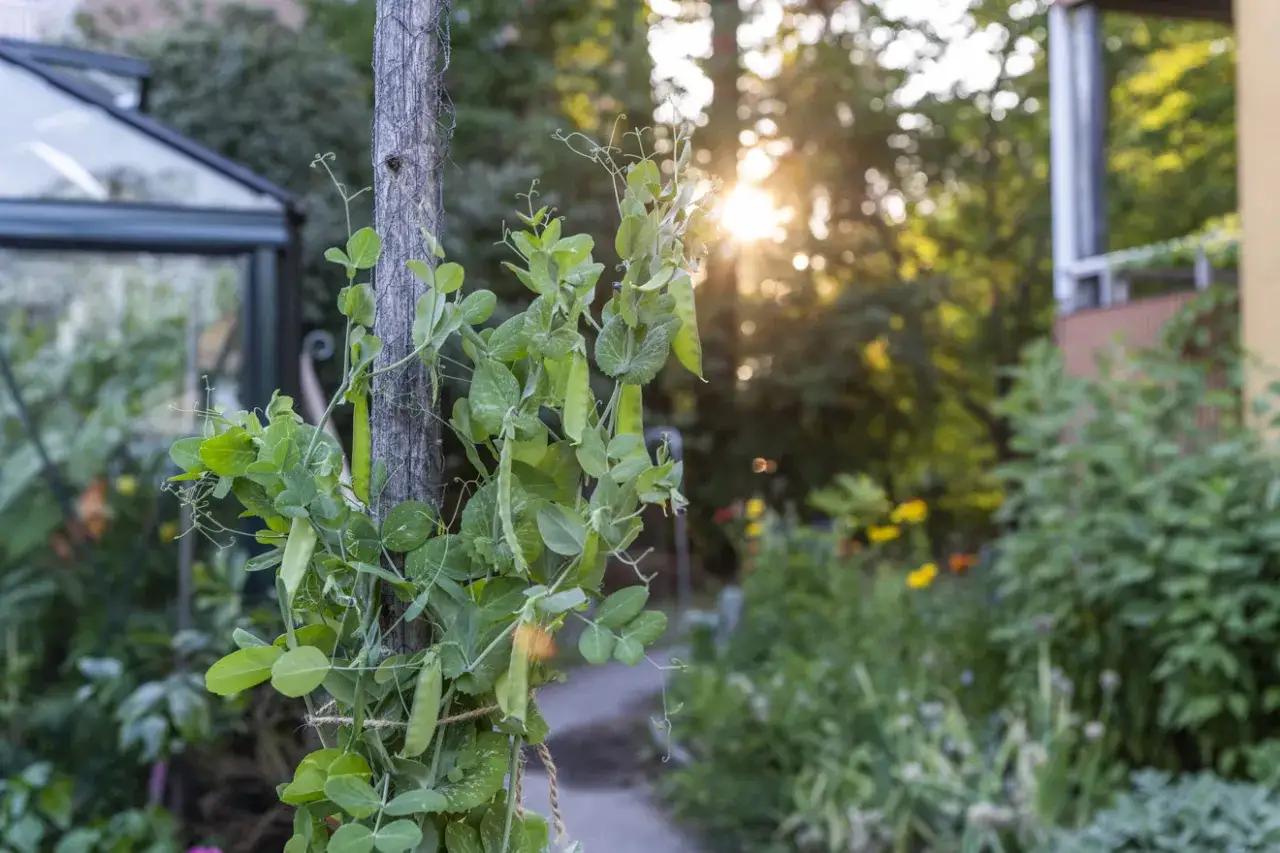 &Auml;rtor kl&auml;ttrar p&aring; en tr&auml;p&aring;le i en lummig tr&auml;dg&aring;rd, solljuset bryter igenom l&ouml;vverket. En perfekt syn s&aring; i juli.