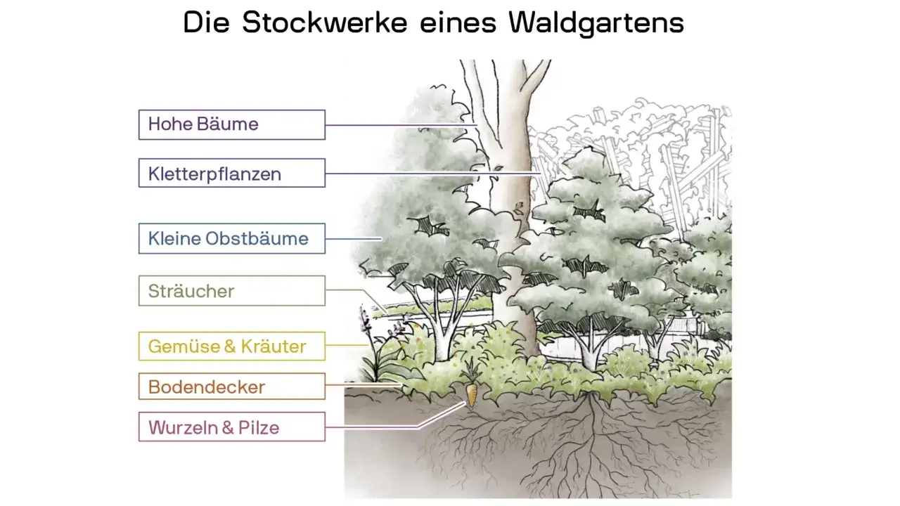 Illustration zeigt, wie man einen Waldgarten anlegt: hohe Bäume, Kletterpflanzen, Obstbäume, Sträucher, Gemüse, Kräuter, Bodendecker und Wurzeln.