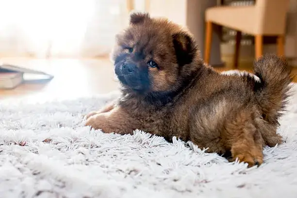 Uroczy szczeniak Chow Chow
