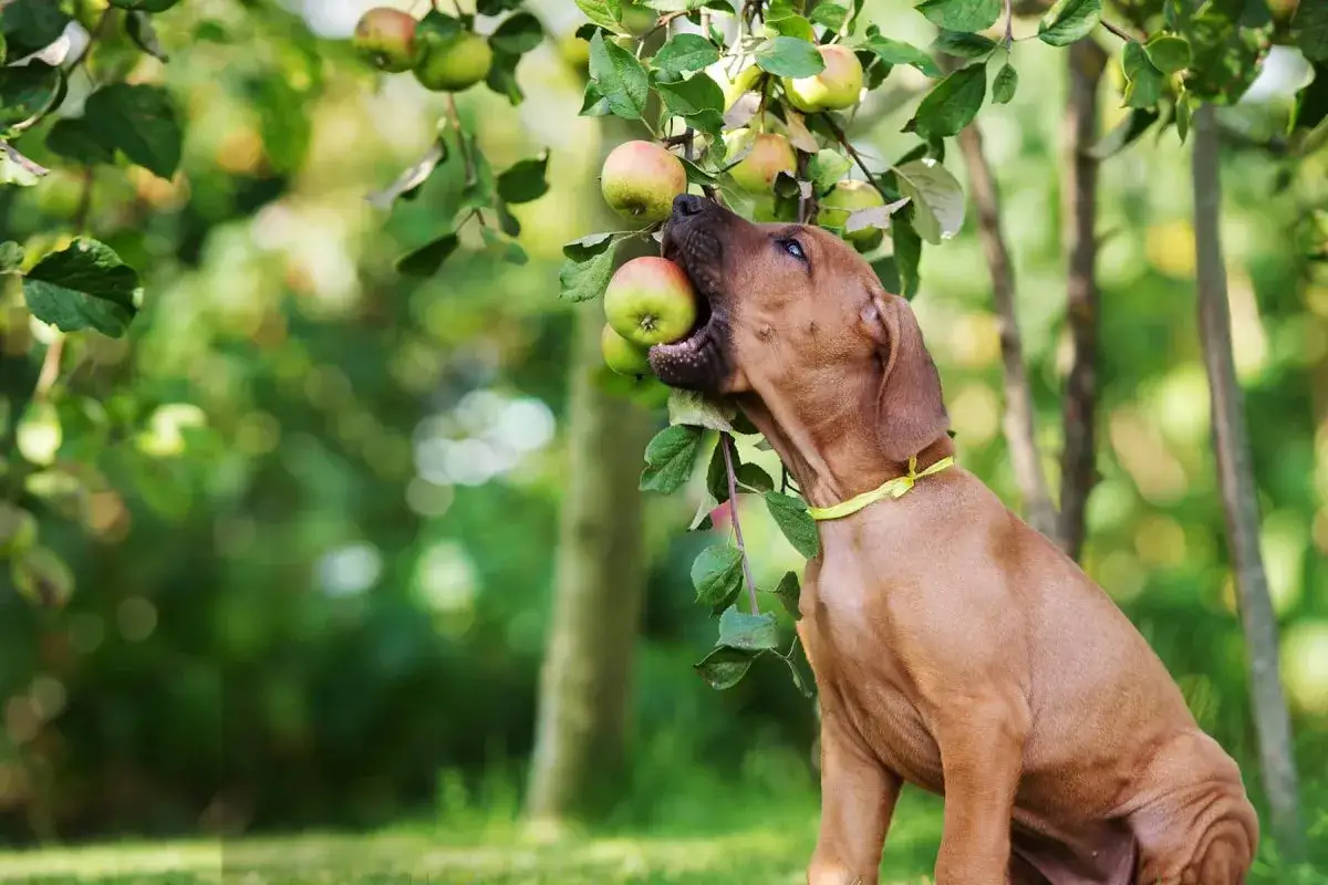 Ein junger Hund mit gelbem Halsband bei&szlig;t in einen Apfel, der von einem Baum h&auml;ngt. Darf Hund Apfel essen? Ja, in Ma&szlig;en!