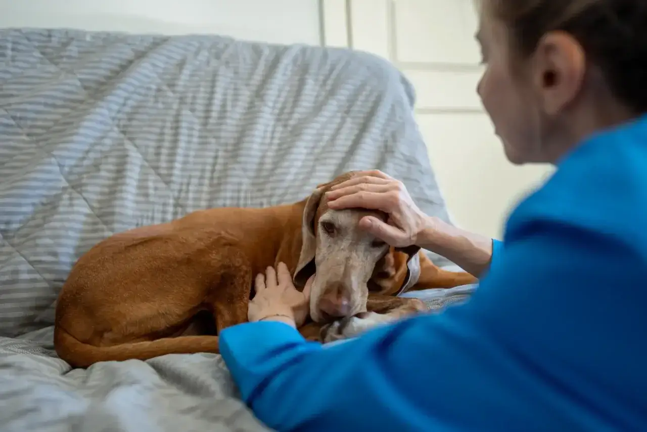 Besorgte Frau streichelt ihren Hund, der sich unwohl fühlt. Was tun, wenn der Hund kotzt?