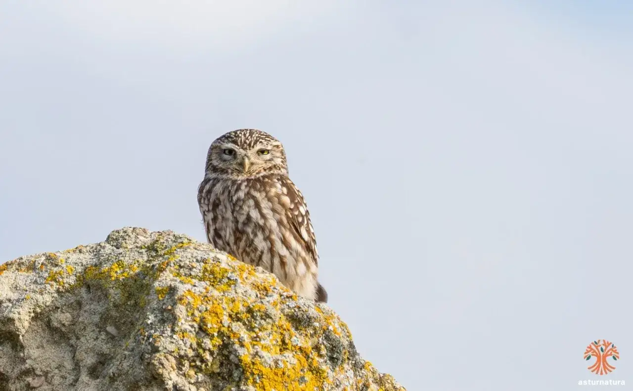 Un mochuelo europeo, con su plumaje moteado, posa vigilante sobre una roca cubierta de l&iacute;quenes amarillos.
