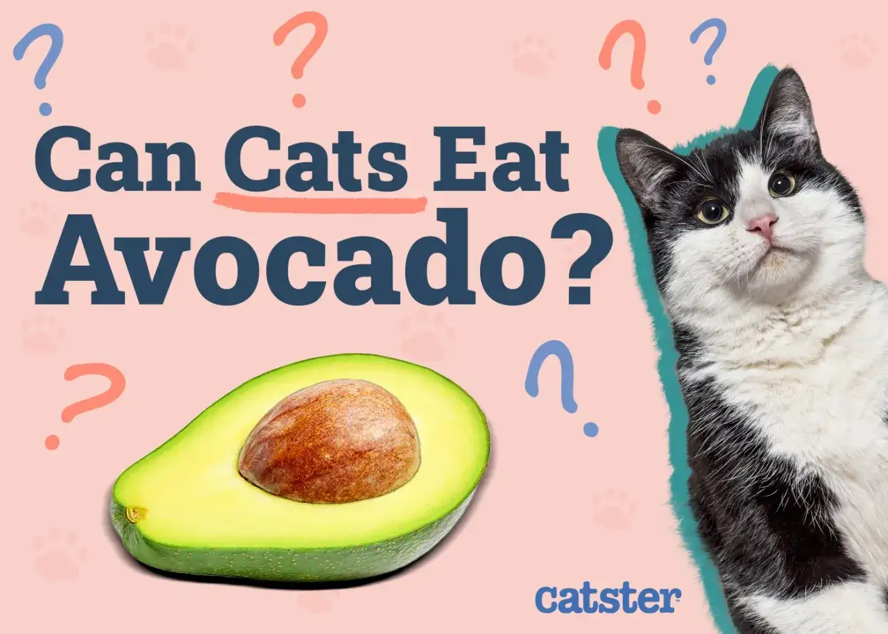 Un gato blanco y negro mira con curiosidad un aguacate. &iquest;Los gatos pueden comer aguacate?