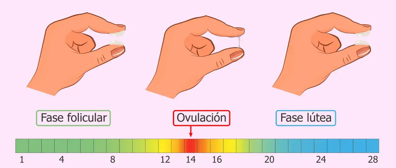 Manos muestran cambios en el flujo, desde seco hasta un flujo clara de huevo durante la ovulación, indicando fertilidad.