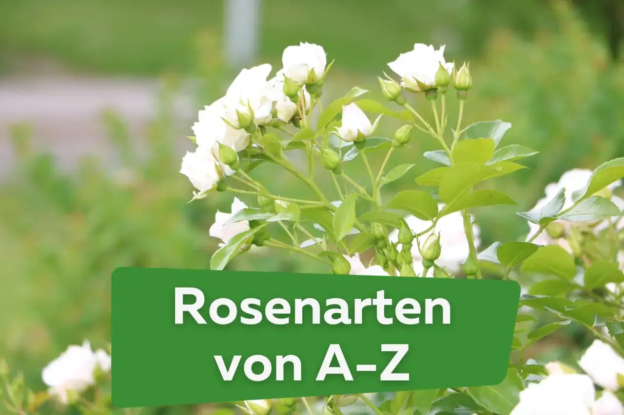 Weiße Rosenblüten und Knospen vor grünem Hintergrund. Ein grünes Schild mit der Aufschrift