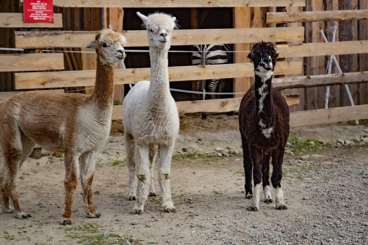 Trzy alpaki w mini zoo Zakopane: brązowa, biała i ciemnobrązowa. Za nimi widać zebrę.