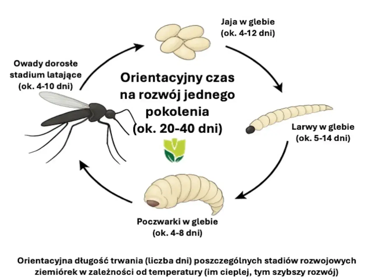 Cykl rozwojowy ziemiórek: jaja, larwy, poczwarki i dorosłe owady latające. Ziemiórki jak wyglądają na poszczególnych etapach.