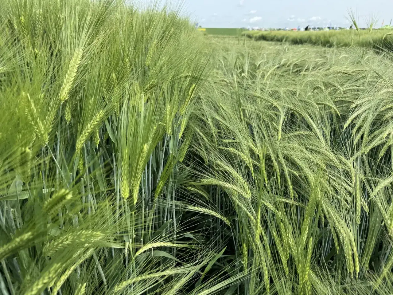 Zielone kłosy jęczmienia falują na wietrze, tworząc gęste łany. Widać, jak wygląda jęczmień w pełni wzrostu, z długimi, ostrymi wąsami.