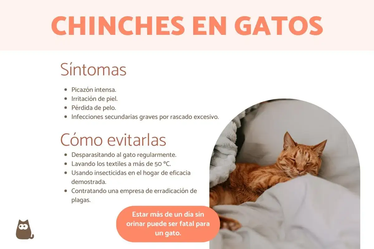 Gato naranja durmiendo, con información sobre síntomas y prevención de chinches en gatos.