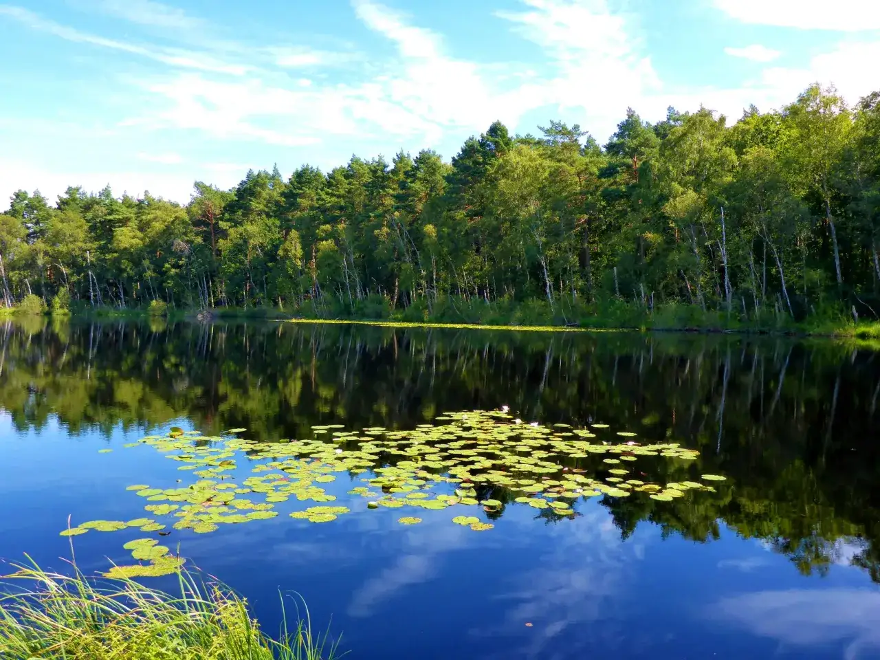 Ein ruhiger See mit Seerosen und Spiegelungen des gr&uuml;nen Waldes unter blauem Himmel. Ein idyllischer Ort f&uuml;r eine **16 Seen Runde**.