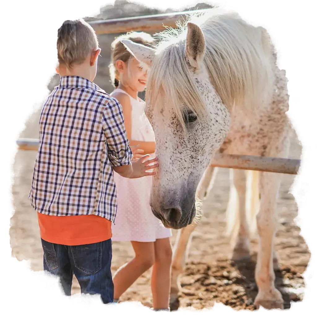 Zdjęcie Najlepsze stadniny koni w Radomiu - gdzie znaleźć idealne miejsce?