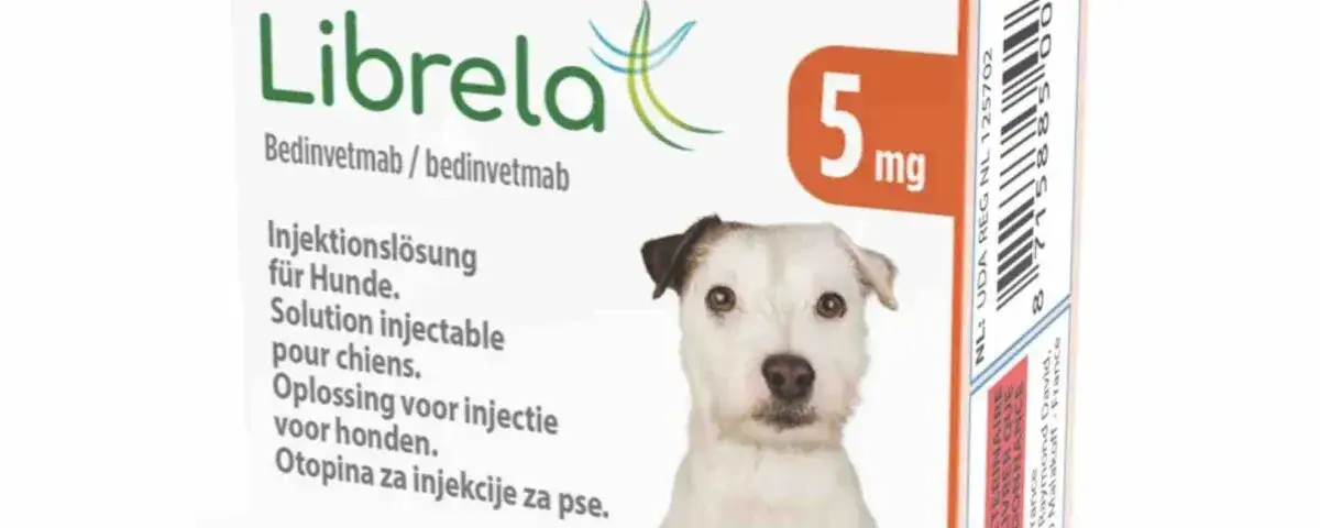 Zdjęcie Librela dla psa co to? Skuteczny sposób na ból stawów u psów
