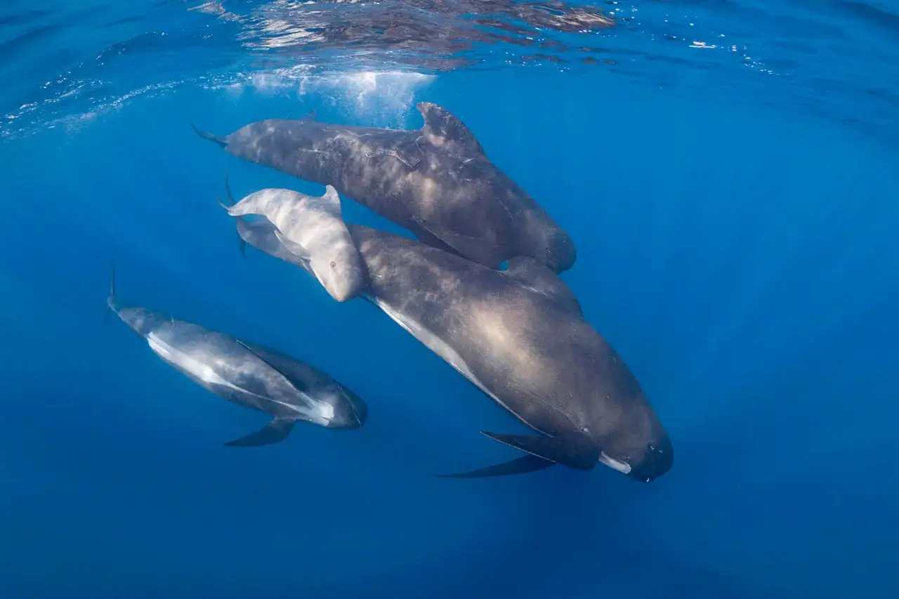Un gruppo di cetacei, tra cui un piccolo, nuota in acque blu.