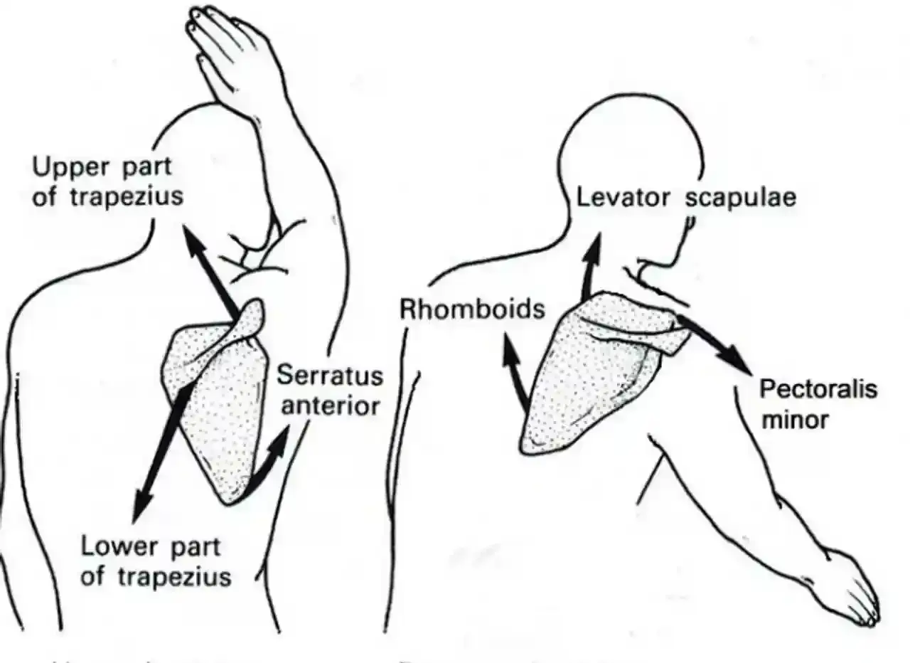 Diagramma muscolare: il muscolo elevatore della scapola e altri muscoli della spalla mostrati con frecce che indicano il movimento.
