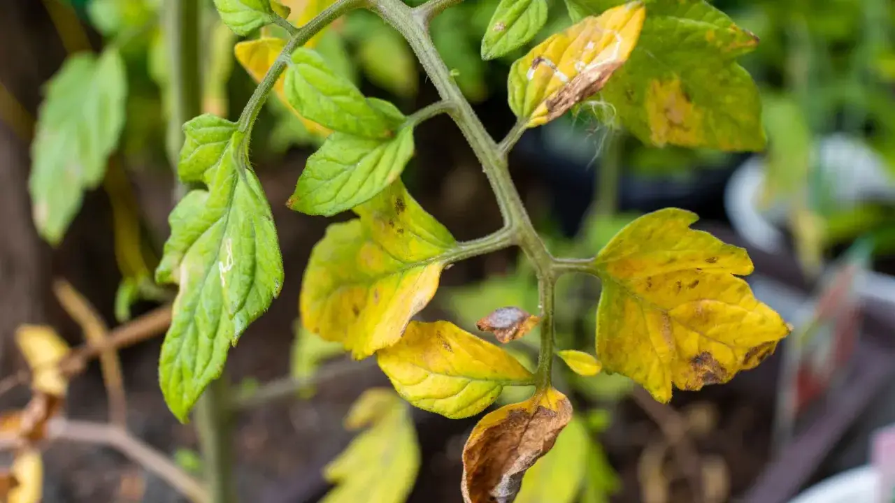 Tomatplantans blad blir gula och bruna, tecken på att något inte står rätt till.