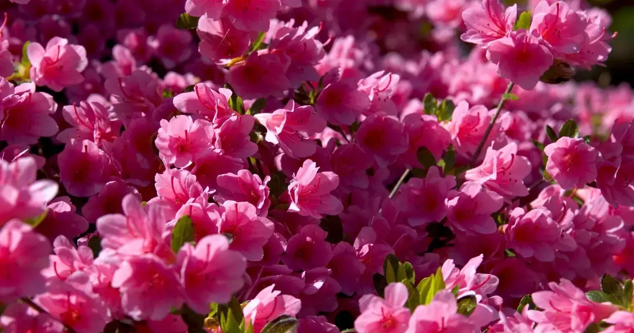 Mnóstwo różowych kwiatów rododendronów tworzy gęsty, kwitnący dywan. To piękny widok, kiedy kwitną rododendrony.