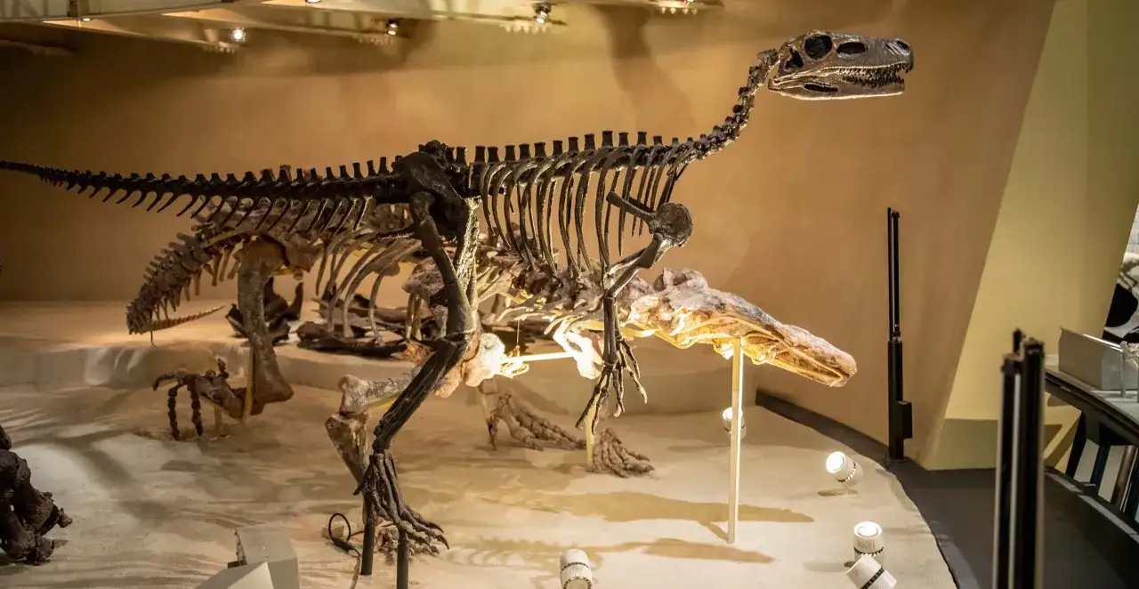 Szkielet dinozaura w muzeum w Londynie. Te pradawne stworzenia budzą zachwyt zwiedzających.