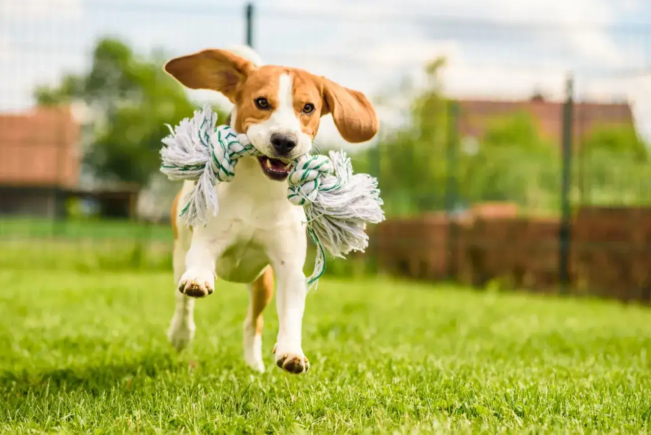 Radosny beagle biegnie z zabawką, gotowy na zabawę i wykonywanie komendy dla psa 