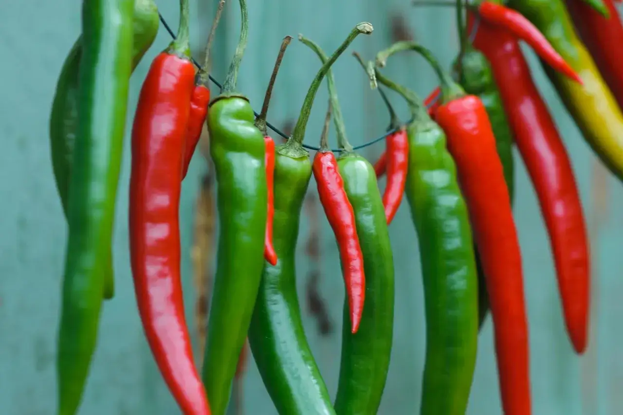 En rad med gröna och röda chilipeppar, inklusive trinidad chili, hänger på en lina.