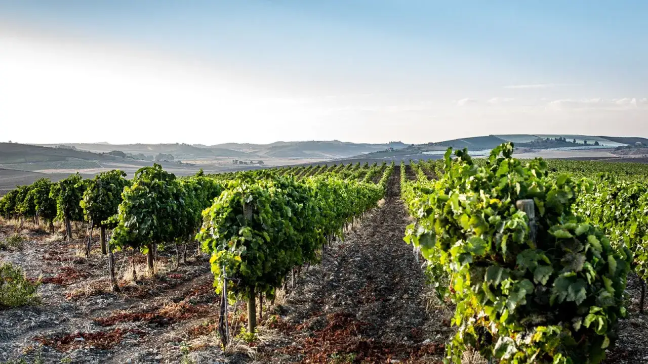 Vigneti rigogliosi si estendono a perdita d'occhio sotto un cielo azzurro, evocando la serenit&agrave; della masseria del feudo.