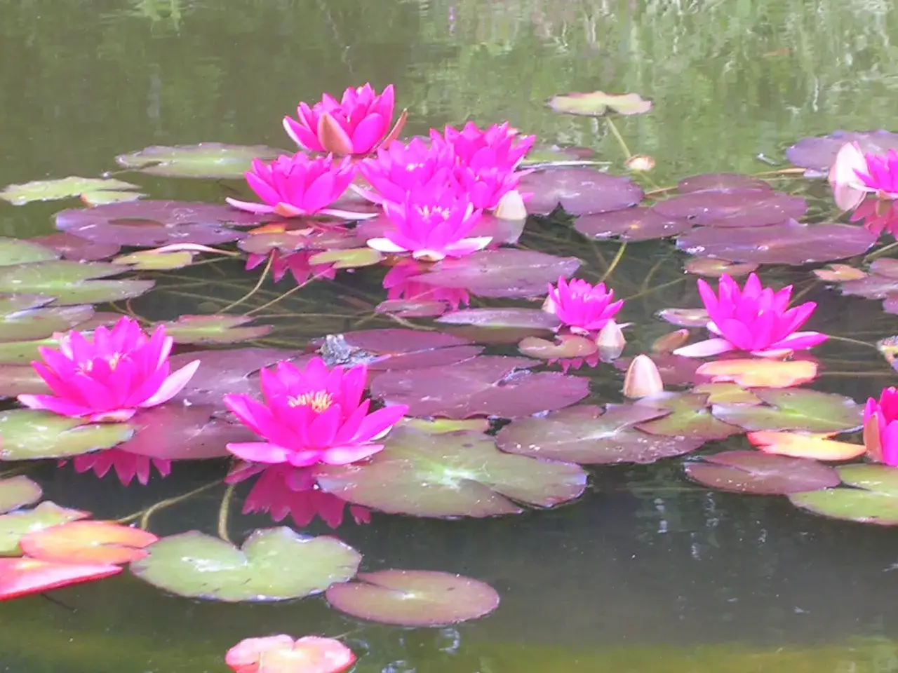 La mare aux plantes s'épanouit avec des nénuphars roses vifs flottant sur des feuilles pourpres et vertes.