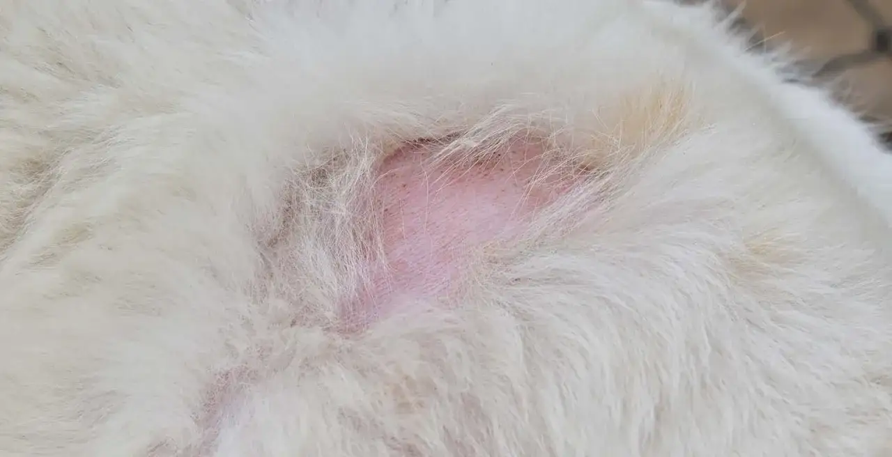 Piel rosada y con algunas manchas oscuras en un área donde a mi perro se le cae el pelo y tiene calvas.